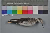 藏品(紅領瓣足鷸)的圖片